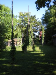 Our hops, on one of those gorgeous summer mornings that you just know is going to ignite into a scorcher...