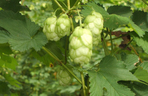 Kent Golding hops. Note that the flower is fairly large and loose - that's typical of this variety. (via www.gov.uk)